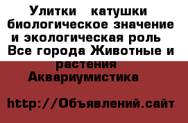 Улитки – катушки: биологическое значение и экологическая роль - Все города Животные и растения » Аквариумистика   